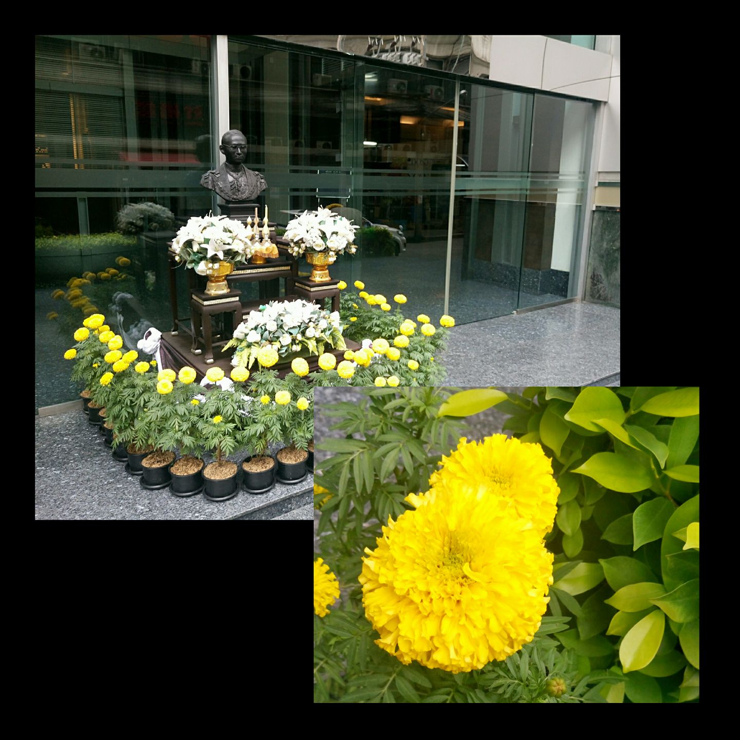 いまタイの街にあふれる黄色い花の正体 朝日ビジネスソリューションタイランド